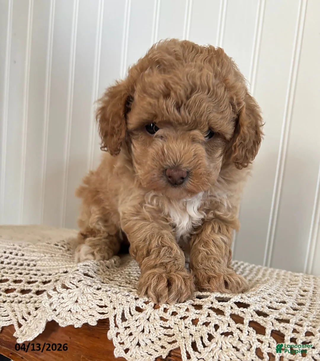 Mixed Breed dogs for sale: Rosebud - Ad 1