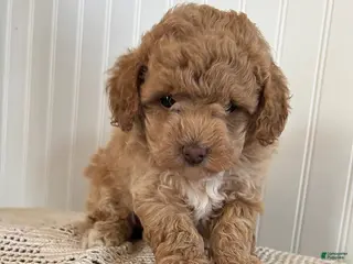 Mixed Breed dogs for sale: Rosebud - Ad 2