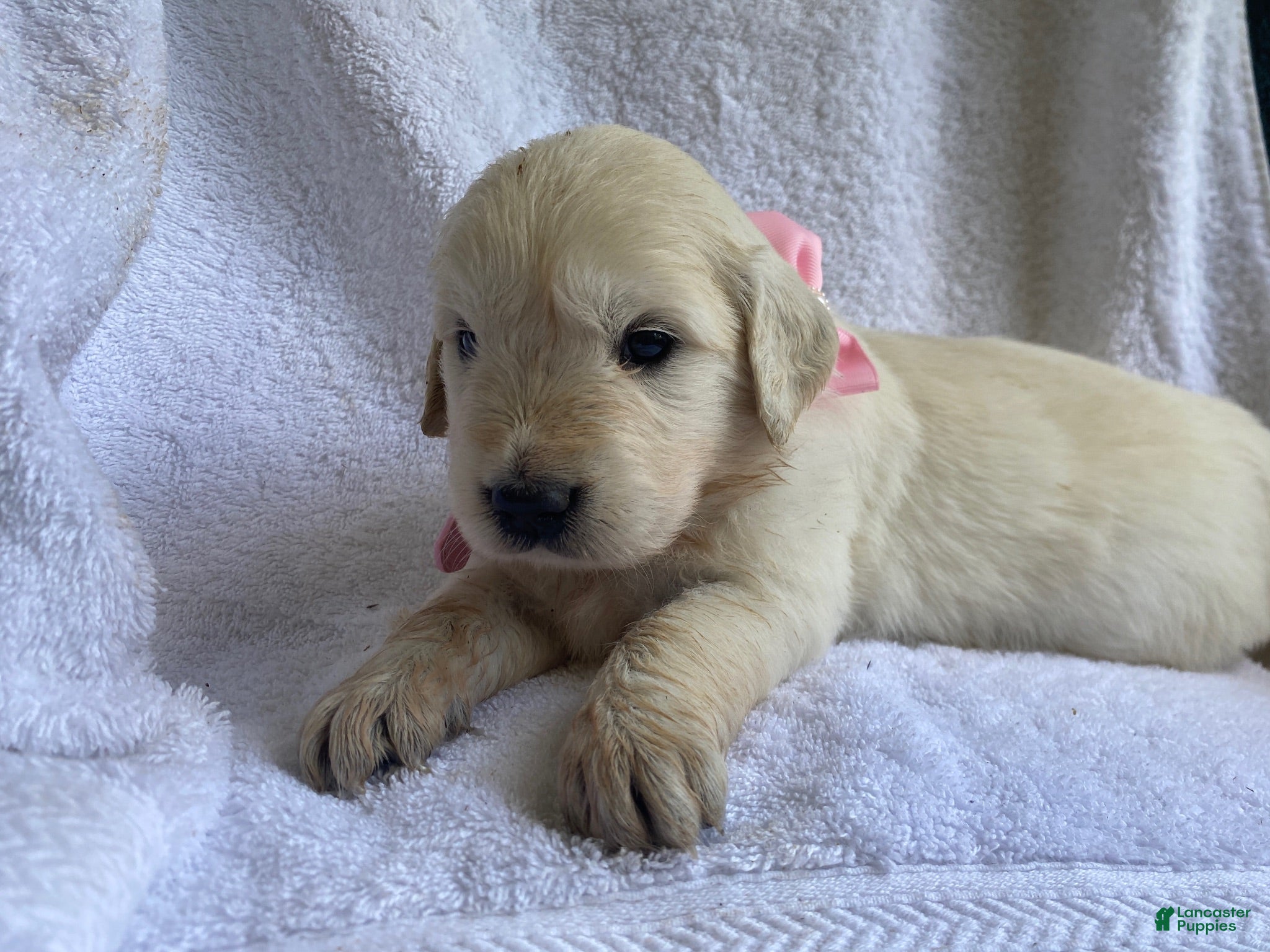 Golden Retriever dogs Pearl AKC Cream Golden Retriever Female - Ad 18