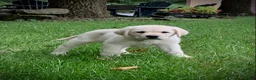Labrador Retriever dogs for sale: Marie - Ad 4