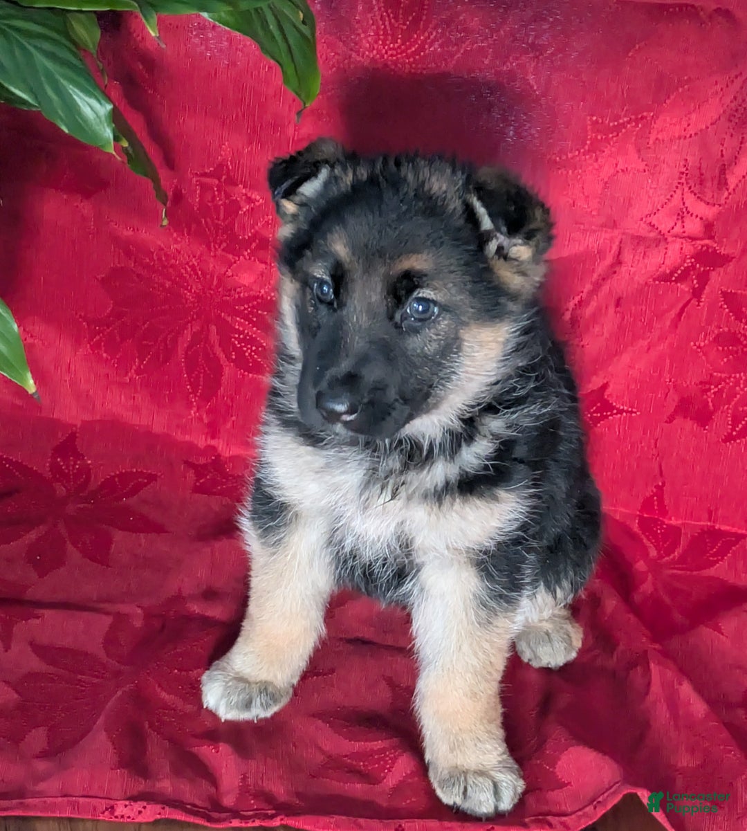 German Shepherd dogs for sale: Lucy - Ad 1