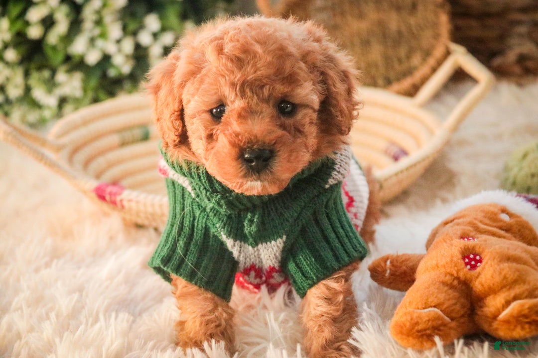 Miniature Poodle dogs for sale: Hudson - Ad 9