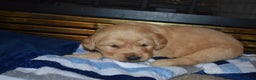 Golden Retriever dogs for sale: Ranger - Ad 2