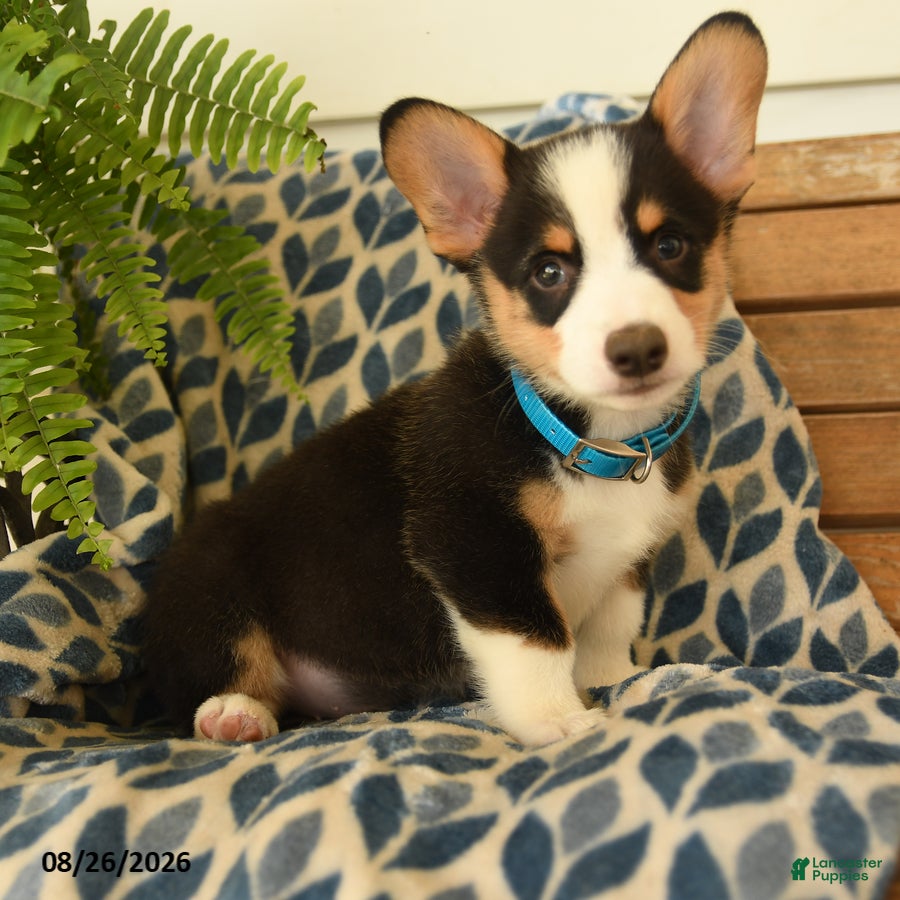 Welsh Corgi Pembroke dogs Chuck - Ad 1