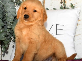 Golden Retriever dogs - Ad 32