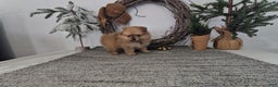 Pomeranian dogs for sale: Snickers - Ad 5