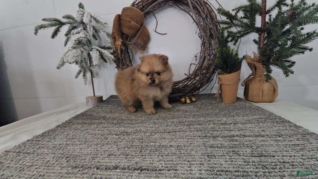 Pomeranian dogs for sale: Snickers - Ad 5
