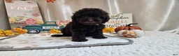 Miniature Poodle dogs for sale: Armstrong J. - Ad 6