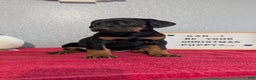 Doberman Pinscher dogs for sale: Lyla - Ad 6
