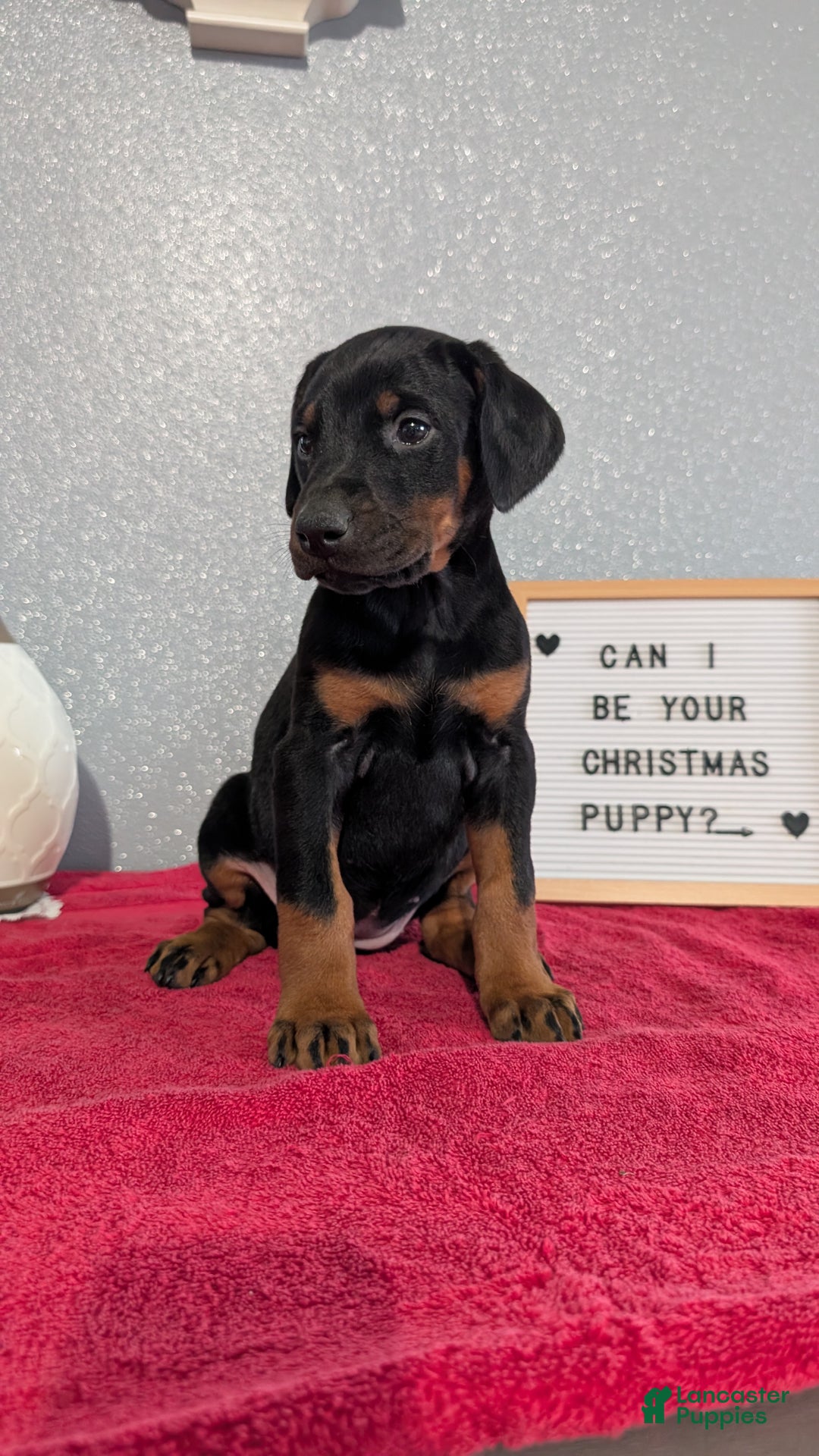 Doberman Pinscher dogs for sale: Lyla - Ad 6