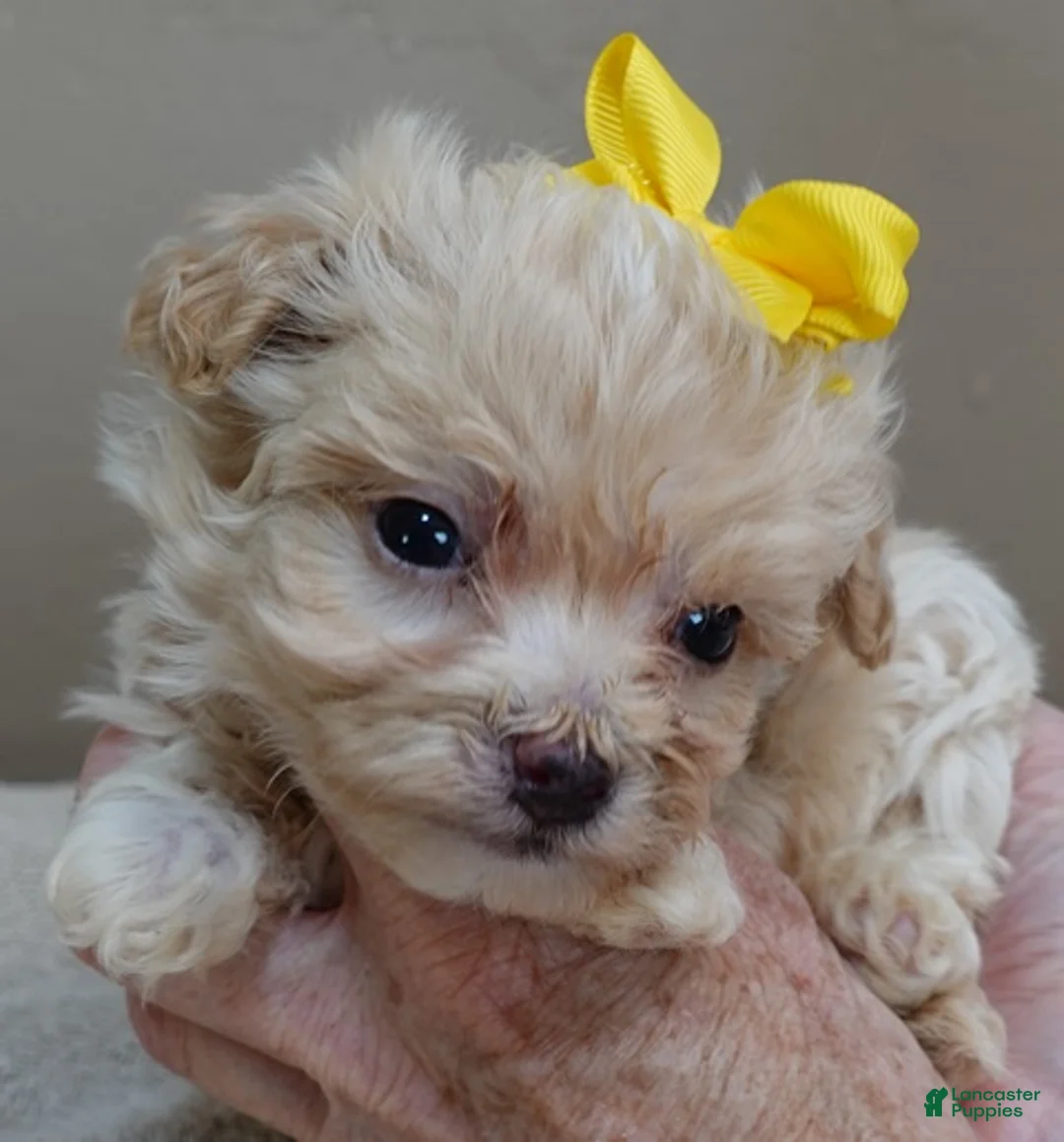 Maltipoo dogs for sale: Bullet 19 ounces  - Ad 1