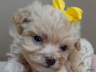 Maltipoo dogs Bullet 19 ounces - Ad 9