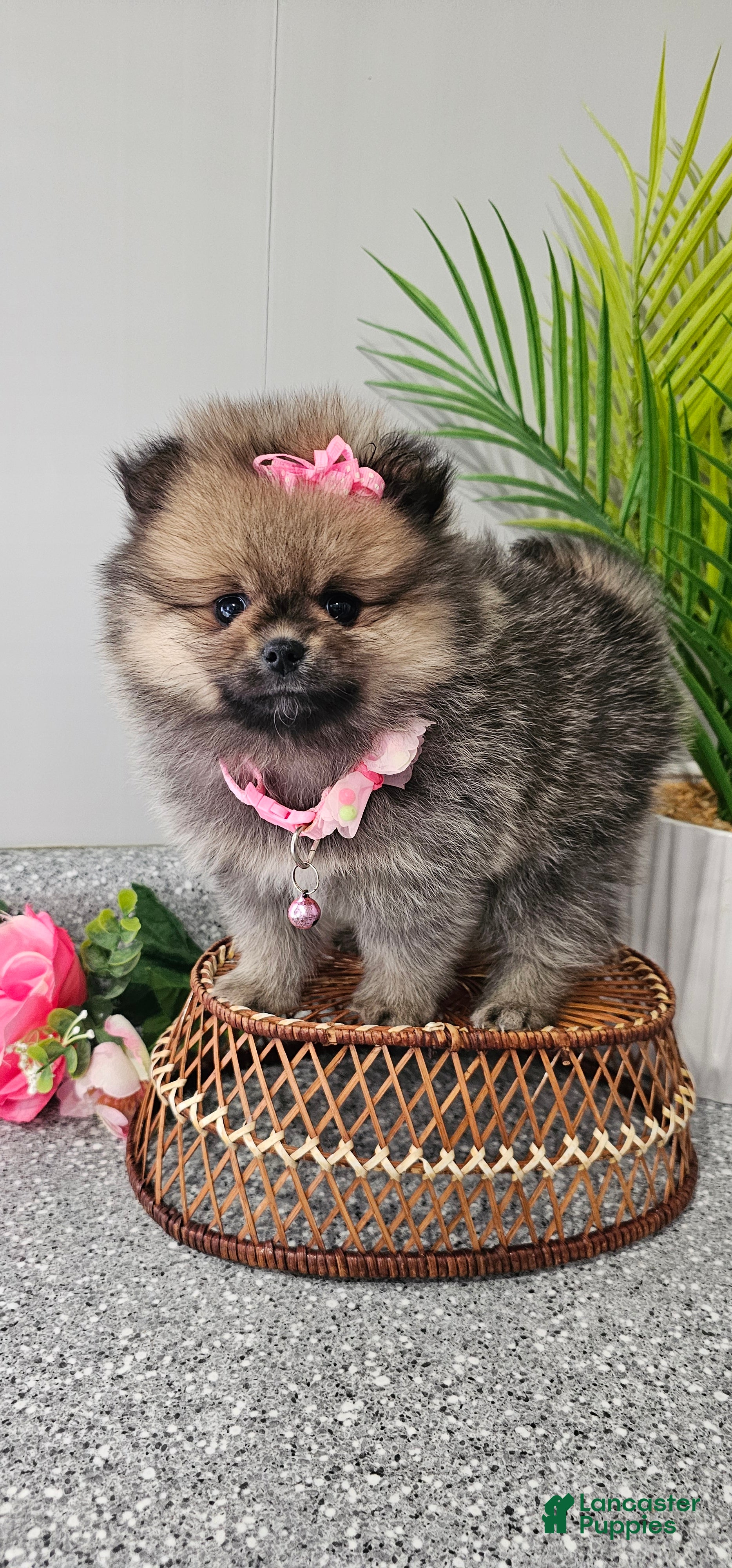 Pomeranian dogs Lil Lyra Jo - Ad 1