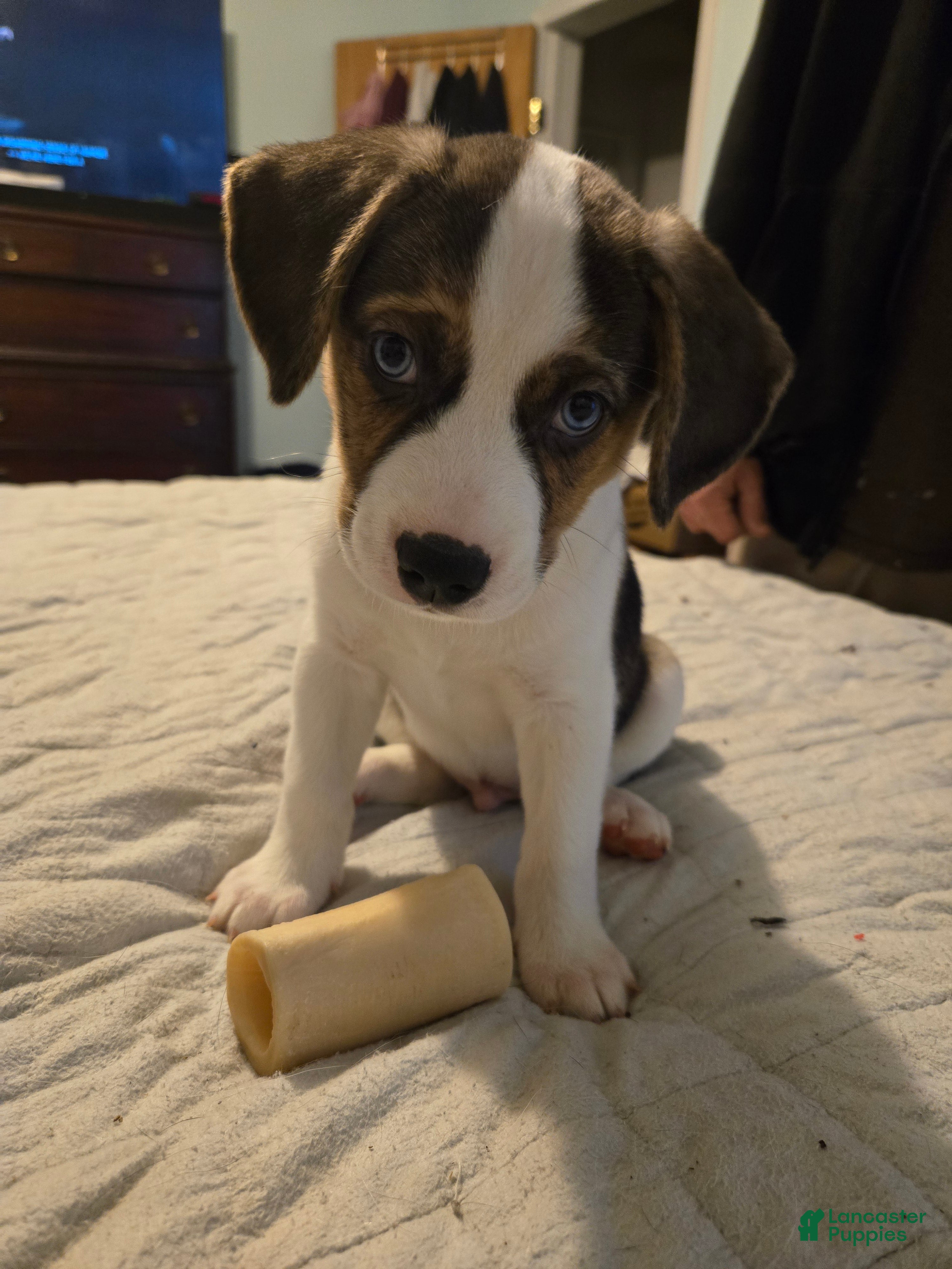 Mixed Breed dogs Blue - Ad 41