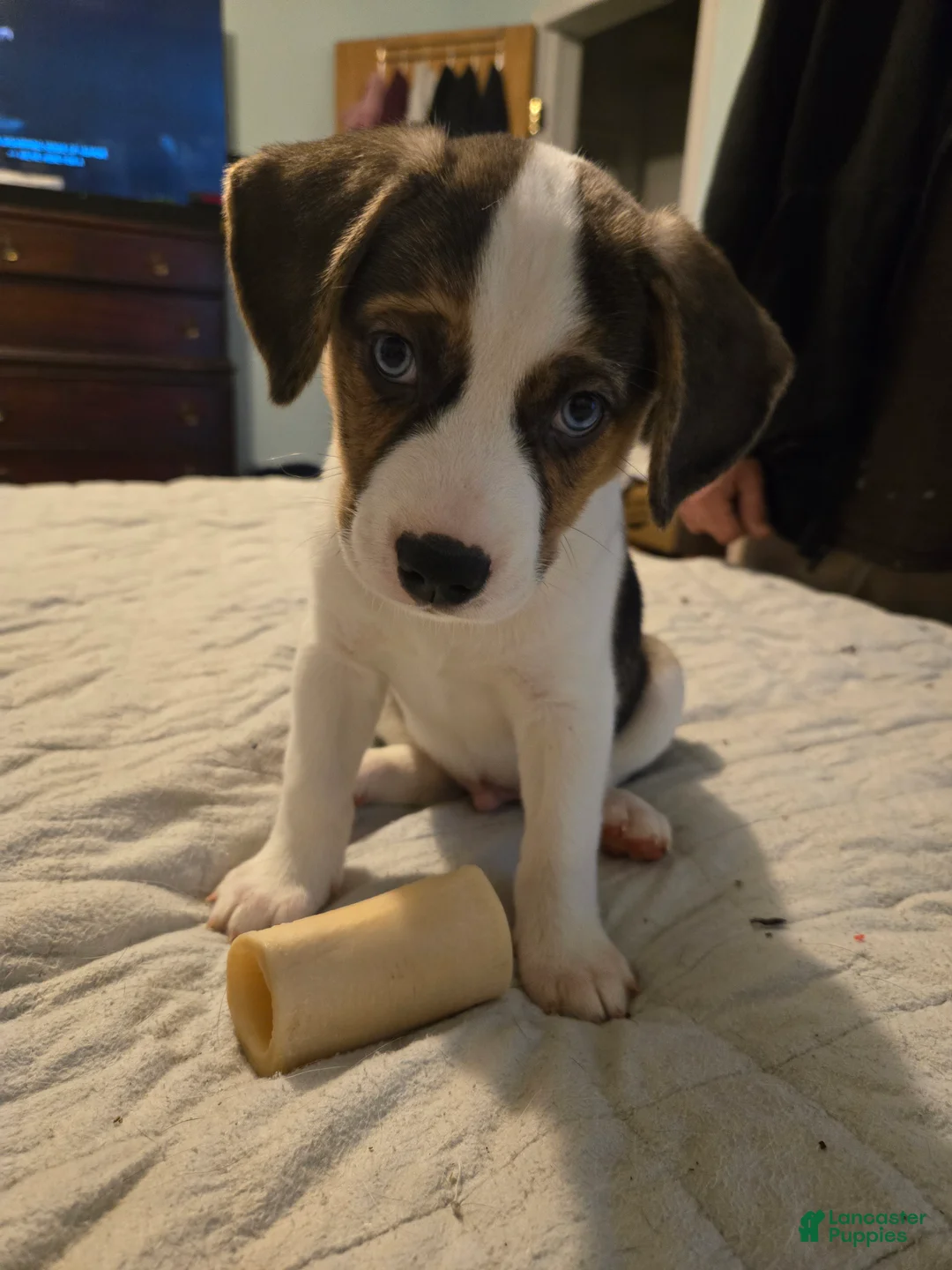 Mixed Breed dogs for sale: Blue - Ad 1