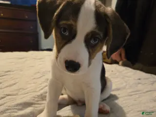 Mixed Breed dogs Blue - Ad 37