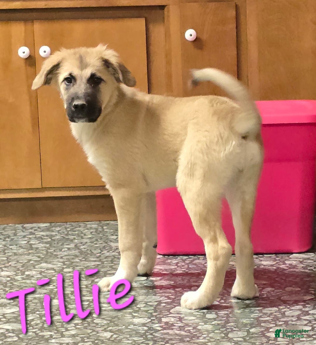 Mixed Breed dogs for sale: ❄️ Tillie - Ad 1