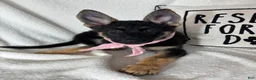 German Shepherd dogs for sale: Glenda - Ad 5