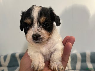 Mixed Breed dogs - Ad 33