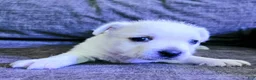 West Highland Terrier dogs for sale: West Highland Terrier - Ad 2