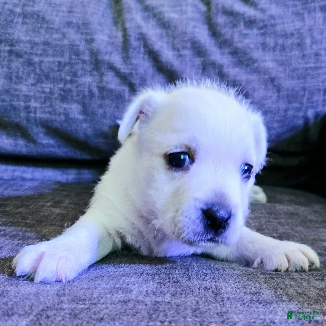 West Highland Terrier dogs for sale: West Highland Terrier - Ad 2