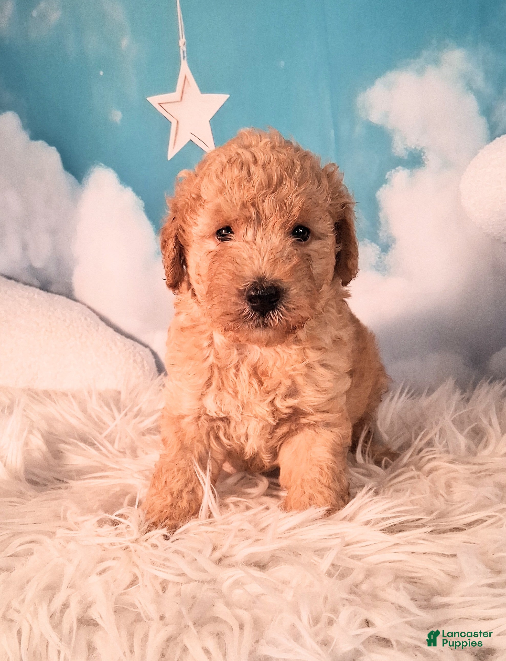 Mixed Breed dogs Maynard💙Petite Golden Sheltidoodle  - Ad 2