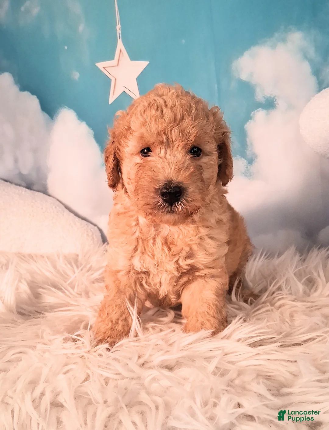 Mixed Breed dogs for sale: Maynard💙Petite Golden Sheltidoodle  - Ad 2
