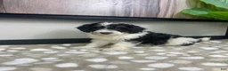 Mini Bernedoodle dogs for sale: Bronx - Ad 3