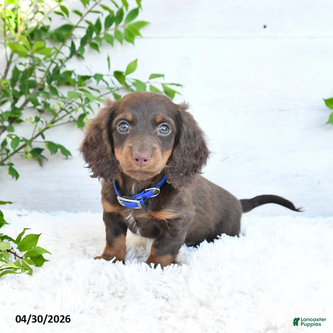 Miniature Dachshund dogs for sale: Moe  - Ad 1