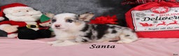 Welsh Corgi Pembroke dogs for sale: Santa - Ad 3