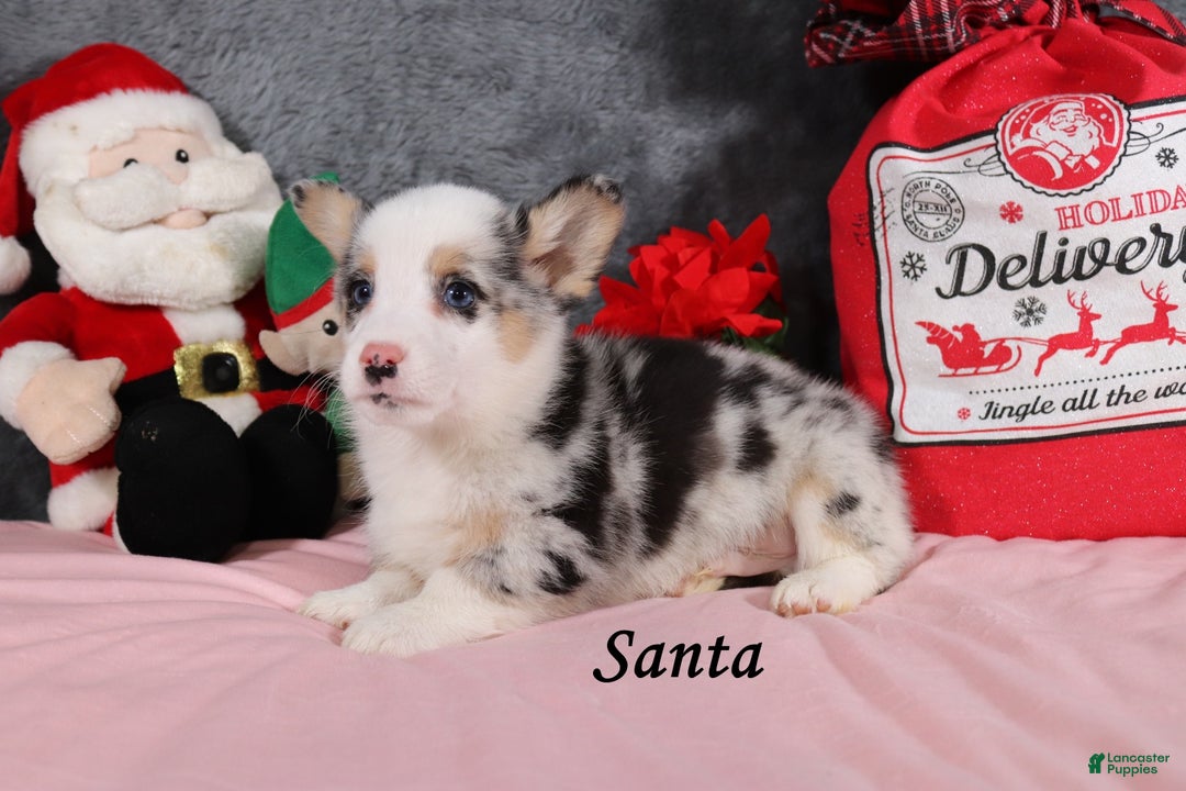 Welsh Corgi Pembroke dogs for sale: Santa - Ad 3