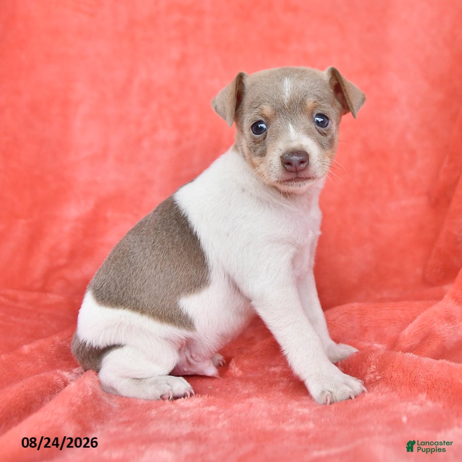 Rat Terrier dogs Tony - Ad 2