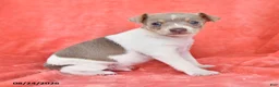 Rat Terrier dogs for sale: Tony - Ad 2