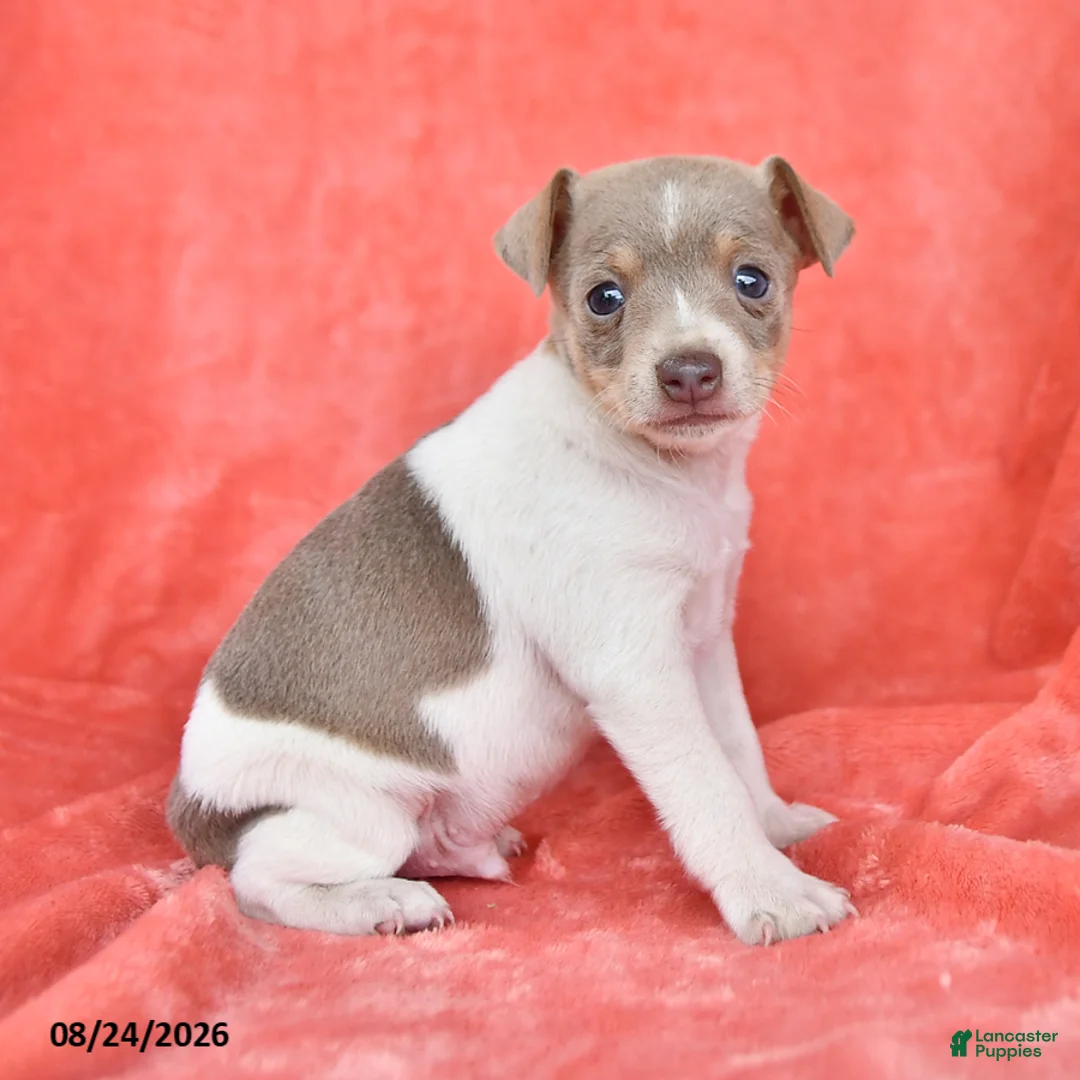 Rat Terrier dogs for sale: Tony - Ad 2
