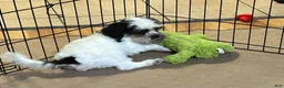 Shihpoo dogs for sale: Shihpoo 1 - Ad 4