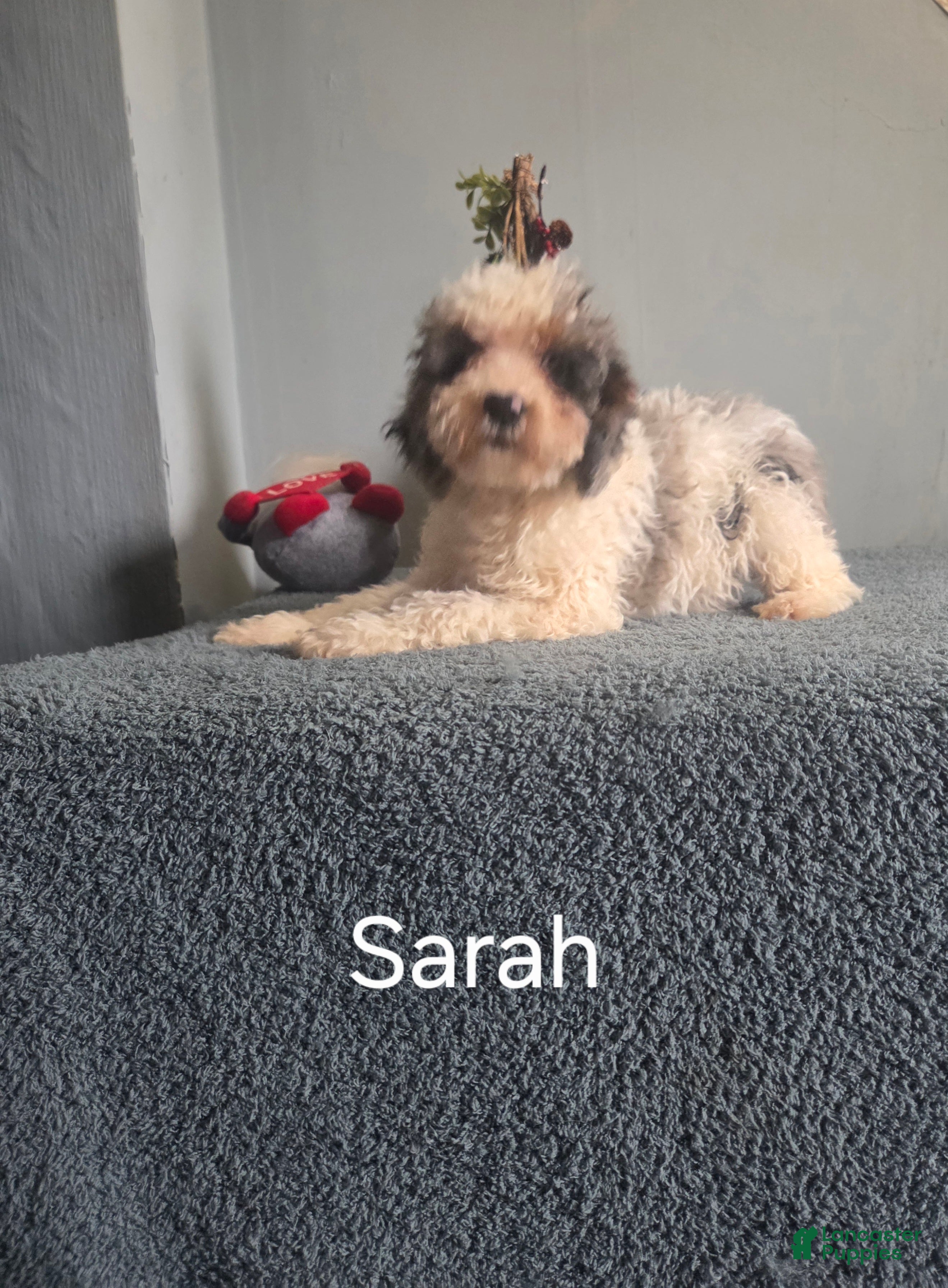 Cockapoo dogs Sarah - Ad 6