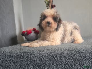 Cockapoo dogs Sarah - Ad 3