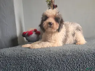 Cockapoo dogs Sarah - Ad 8