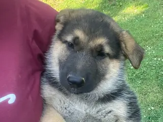 German Shepherd dogs for sale: Sadie - Ad 2