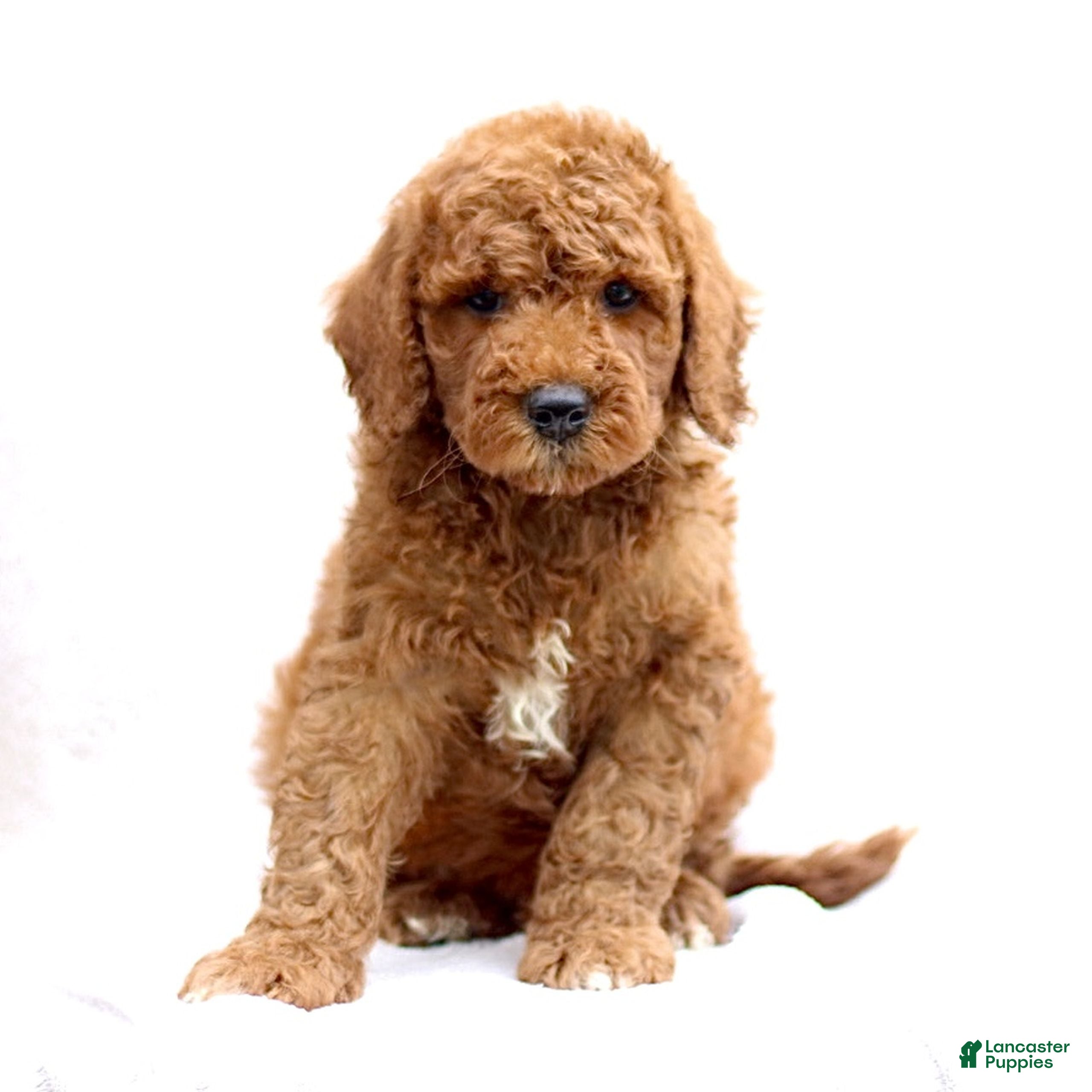 Mini Goldendoodle dogs Leo  - Ad 1