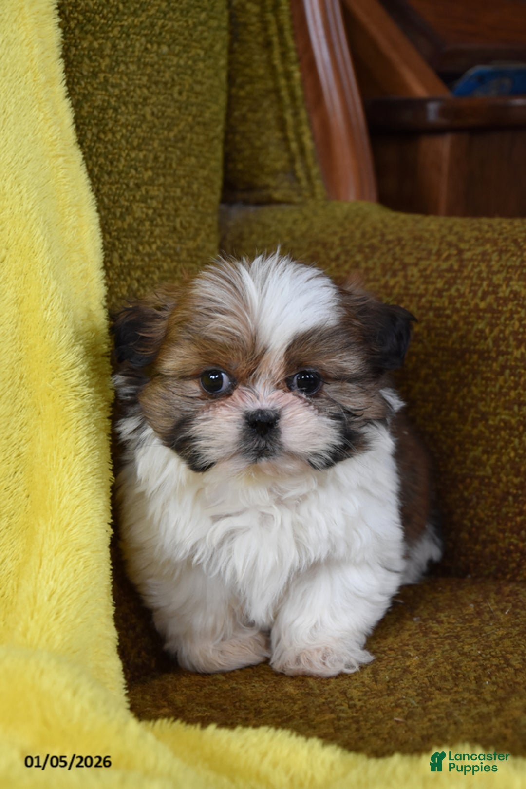 Shih Tzu dogs for sale: Sparkie - Ad 3