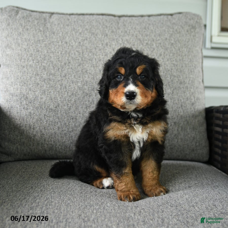 Bernedoodle dogs Smokey - Ad 2