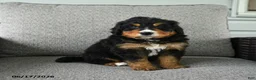 Bernedoodle dogs for sale: Smokey - Ad 2