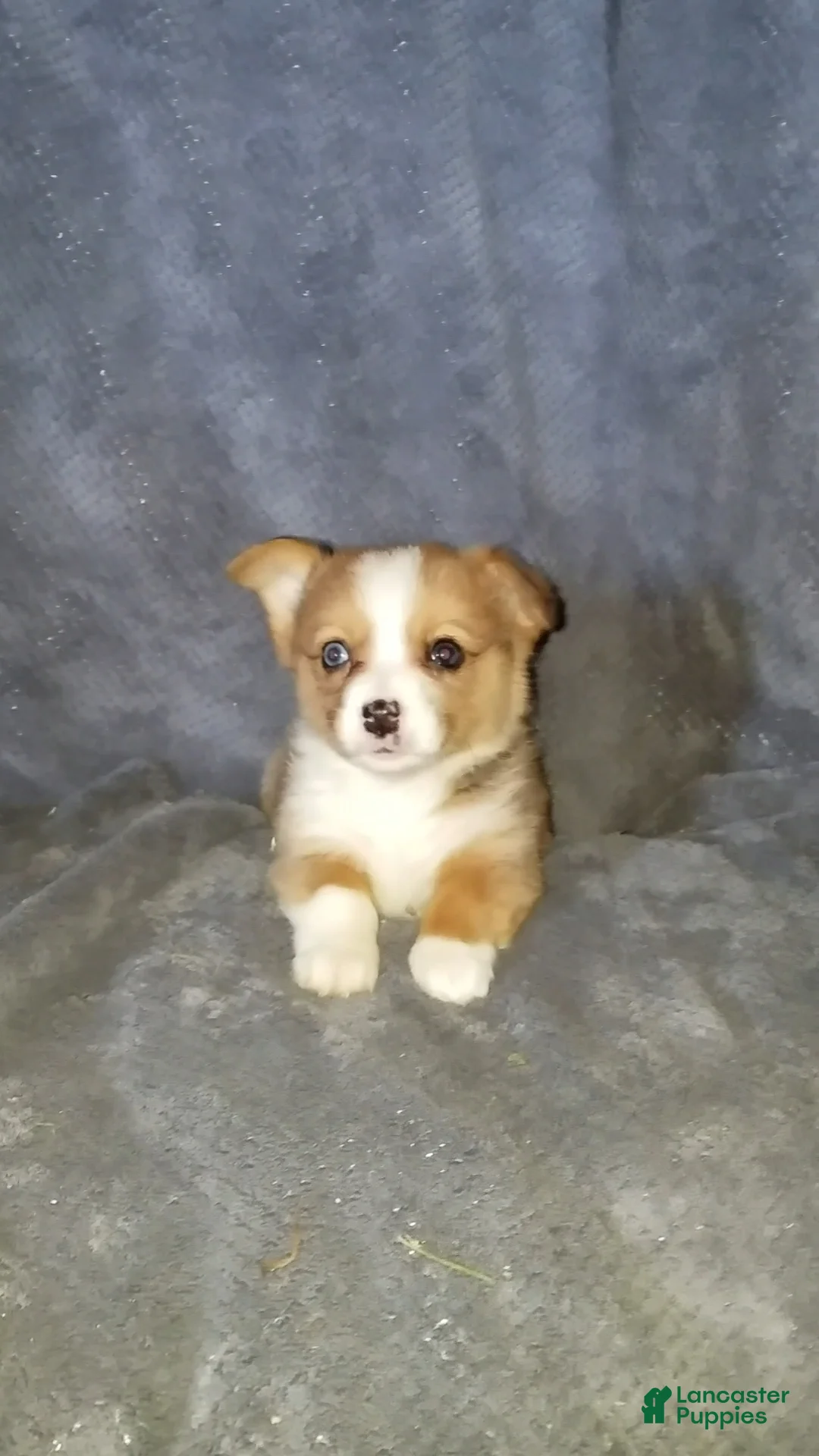 Mixed Breed dogs for sale: Addie - Ad 8