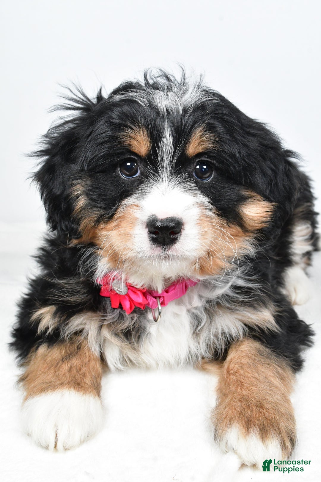 Mini Bernedoodle dogs for sale: Alisha - Ad 6