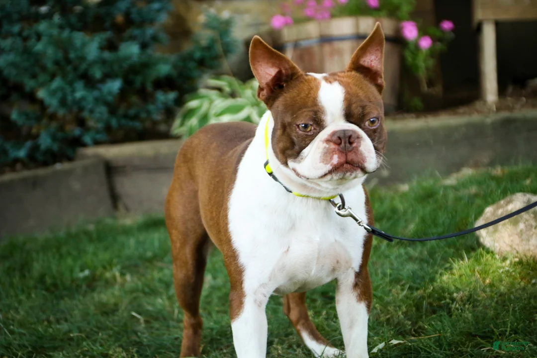 Boston Terrier dogs for sale: Boston Terrier Puppy 1 - Ad 4