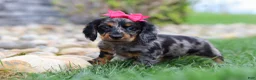 Miniature Dachshund dogs for sale: Lucy - Ad 4