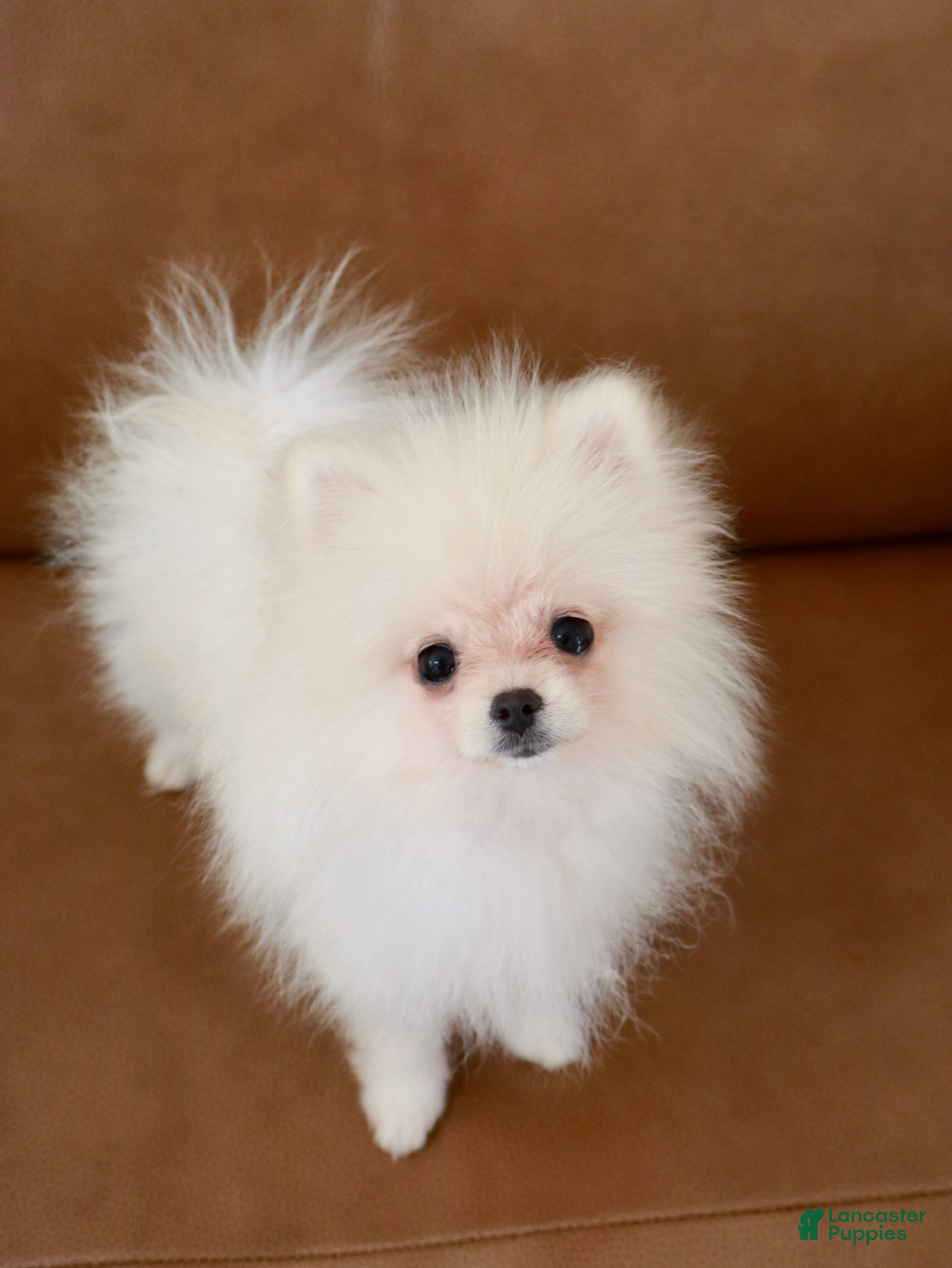Pomeranian dogs for sale: Teddy, JR - Ad 28