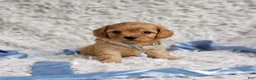 Cavapoo dogs for sale: Liam - Ad 5