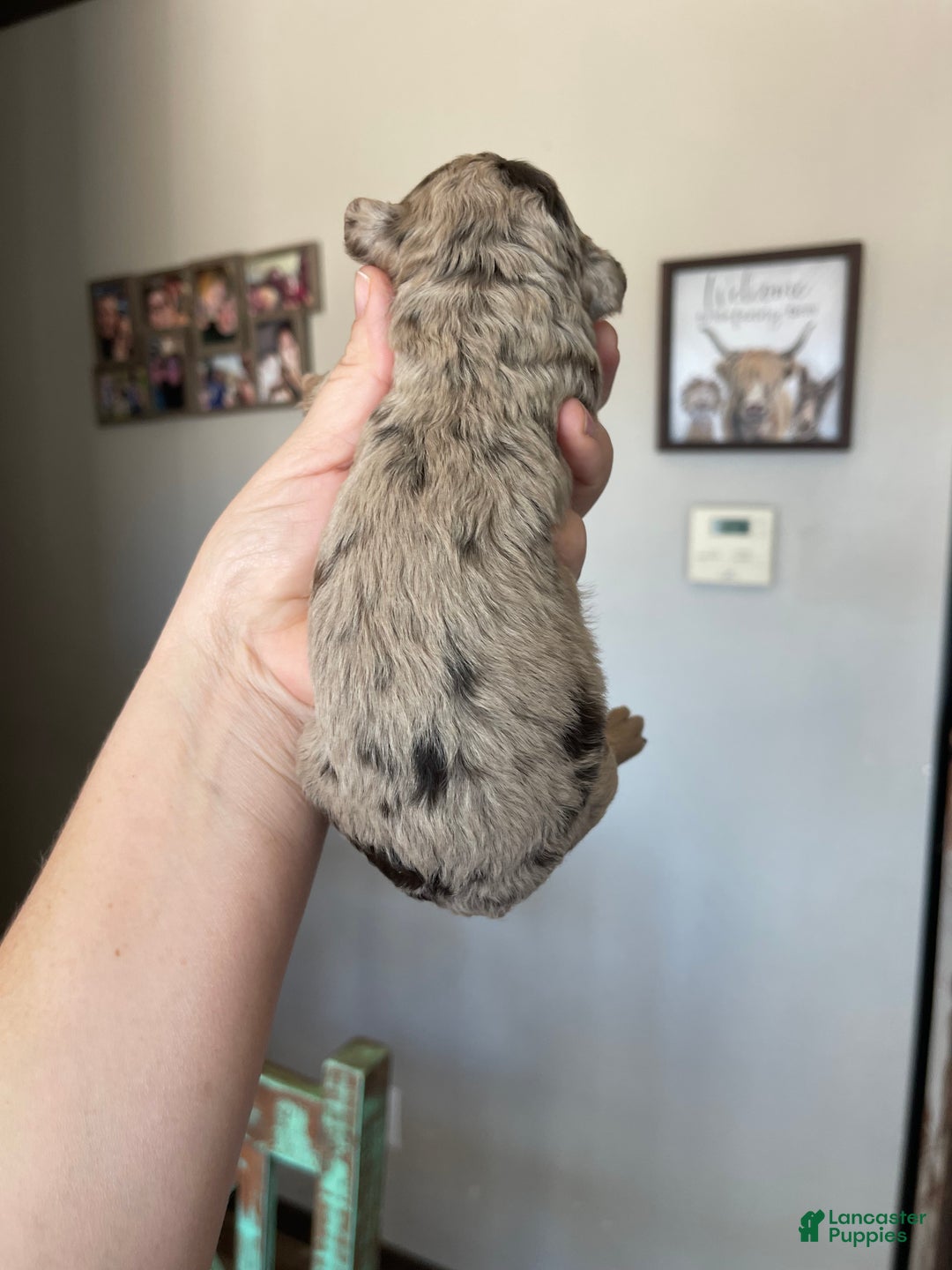 Miniature Poodle dogs for sale: Akc Chocolate Merle Phantom boy 2 - Ad 17